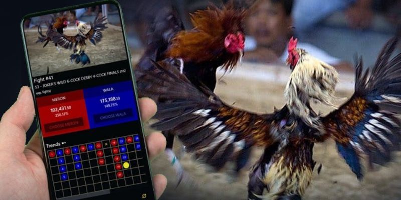 Cá cược đá gà ngay trên điện thoại