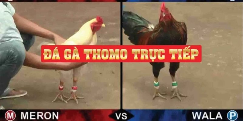 Trận đấu từ trường gà thomo nổi tiếng