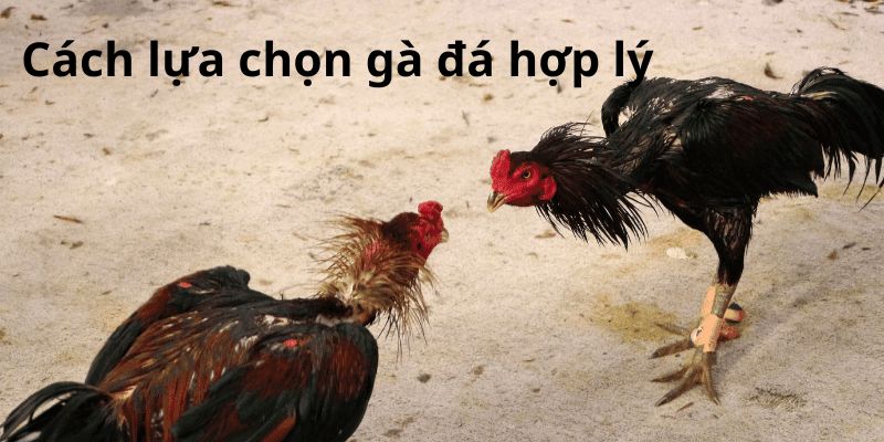 Cách lựa chọn gà đá hợp lý qua đánh giá thể hình chiến kê