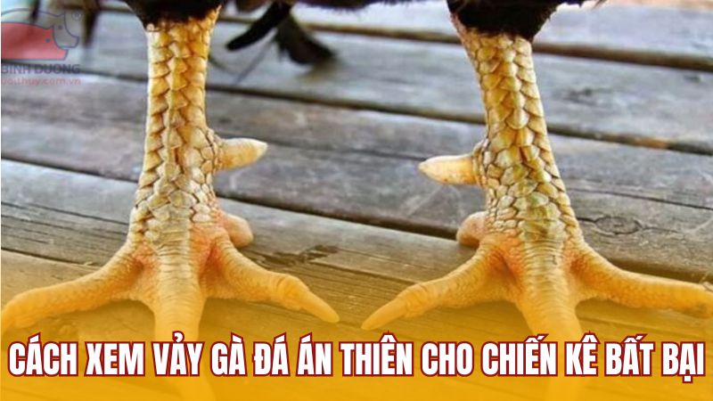 Cách xem vảy gà đá án thiên cho chiến kê bất bại