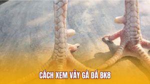 Cách xem vảy gà đá BK8