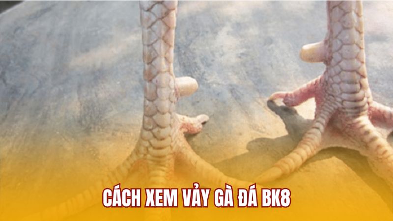 Cách xem vảy gà đá BK8