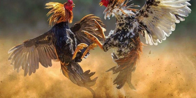 Bật mí những cách lựa chọn chiến kê tham gia chơi đá gà BK8 