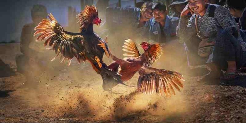 Tất cả các thể loại đá gà BK8 hấp dẫn và chất lượng nhất 