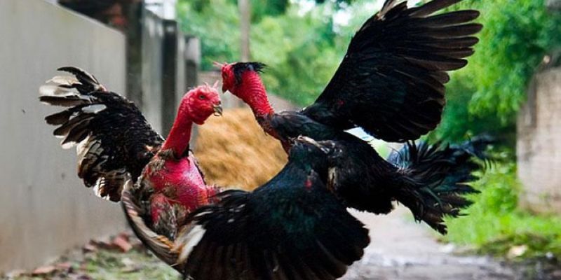 Lựa chọn gà đá hợp lý theo đối thủ và sân chơi
