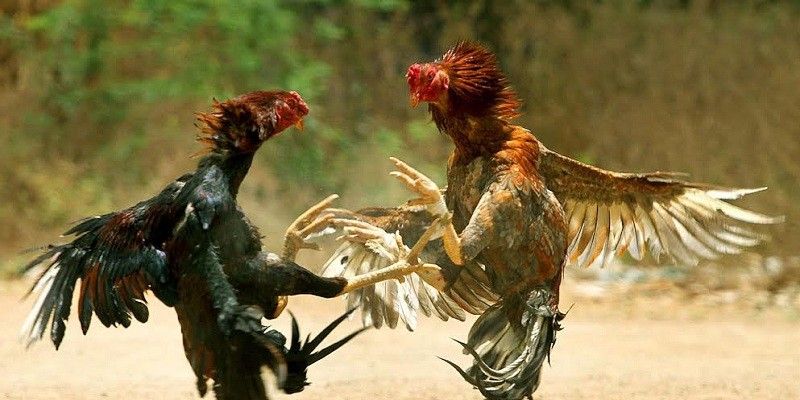 Tầm quan trọng của việc chọn gà đá chuẩn chỉ
