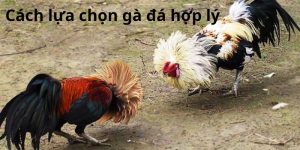 Cách Lựa Chọn Gà Đá Hợp Lý – Hướng Dẫn Chi Tiết Từ BK8